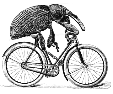 Weevil Rider