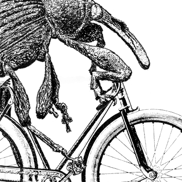 close up of weevil rider illustration